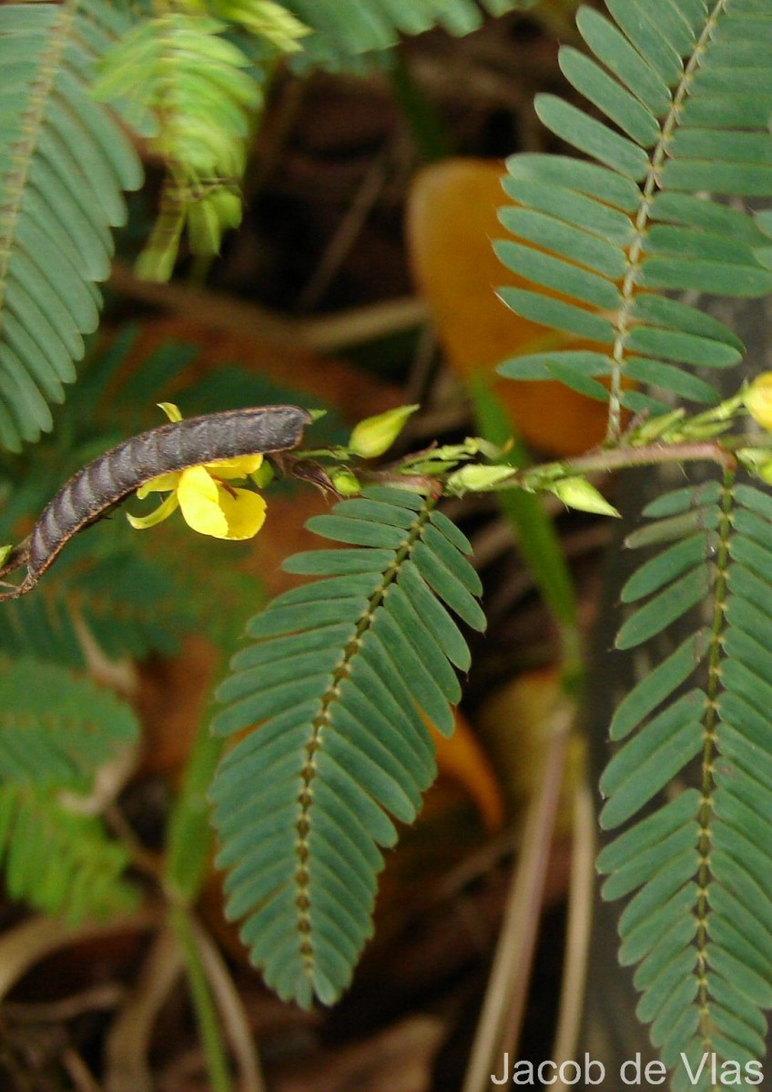 Chamaecrista nictitans (L.) Moench